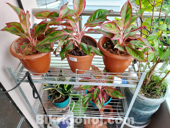 Lipstick Aglaonema plant